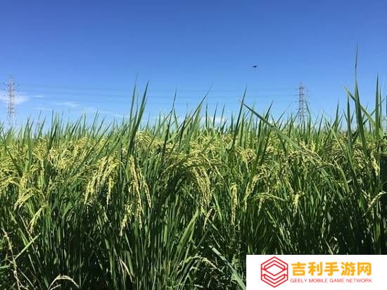 科幻走进现实！中国生物制造开始用稻米造血